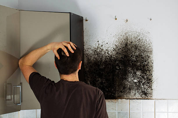 Best Bathroom Mold Remediation in East Brooklyn, CT